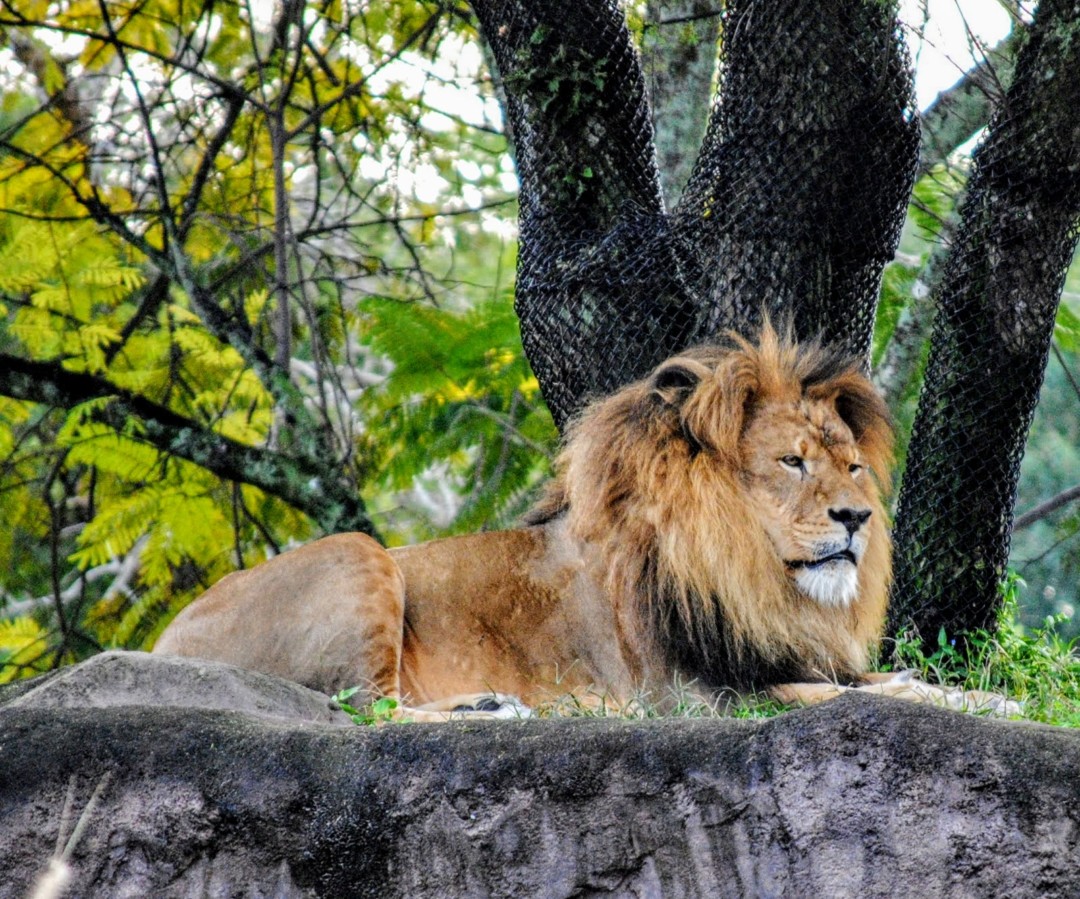 Safari Lion